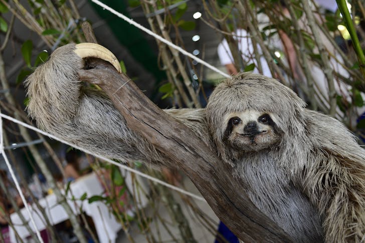 facts about sloths